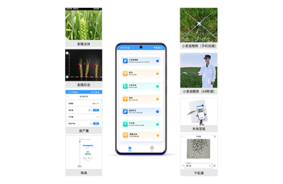 莱芜市小麦表型测量仪IN-XM05
